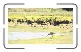 02 Een wulp langs de River Yar * 1152 x 648 * (318KB)